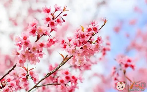 詩句春日春風有時好春日春風有時惡描寫的是春季的哪種特點 螞蟻莊園3月21日答案