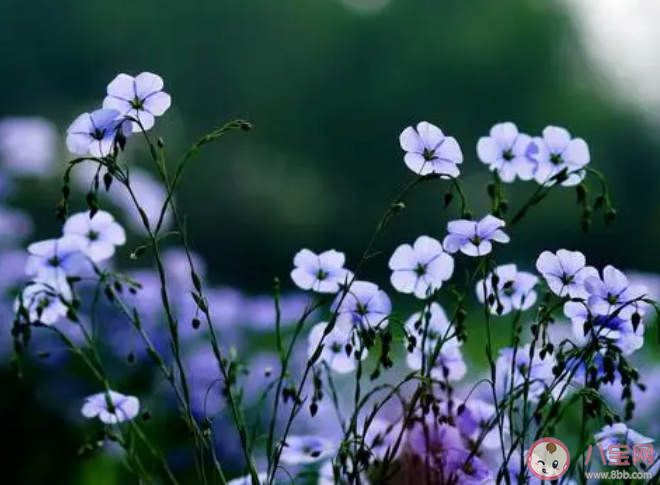 詩句春日春風有時好春日春風有時惡描寫的是春季的哪種特點 螞蟻莊園3月21日答案
