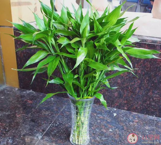 富貴竹是一種竹子嗎 螞蟻莊園3月23日答案