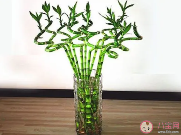 富貴竹是一種竹子嗎 螞蟻莊園3月23日答案