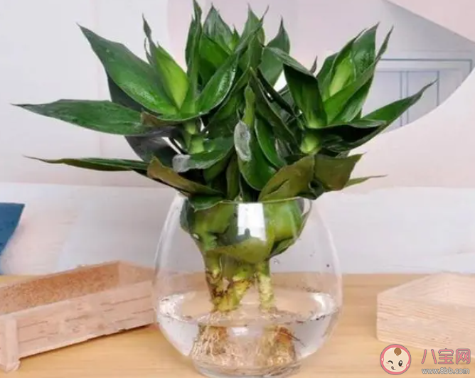 富貴竹是一種竹子嗎 螞蟻莊園3月23日答案