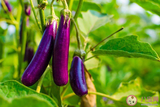 落蘇是以下哪種蔬菜的別稱 螞蟻莊園3月23日答案