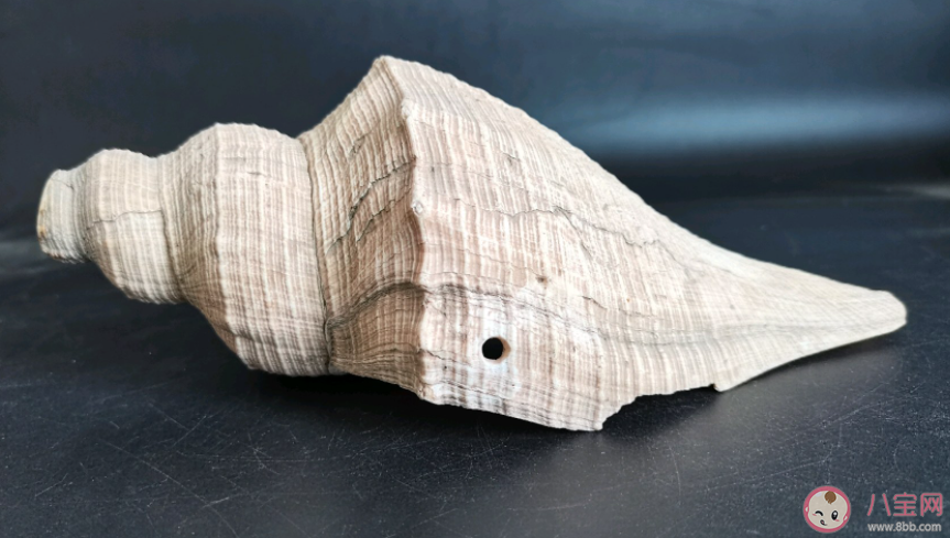 以下哪種海洋生物被稱為珊瑚礁守護者 神奇海洋3月25日答案