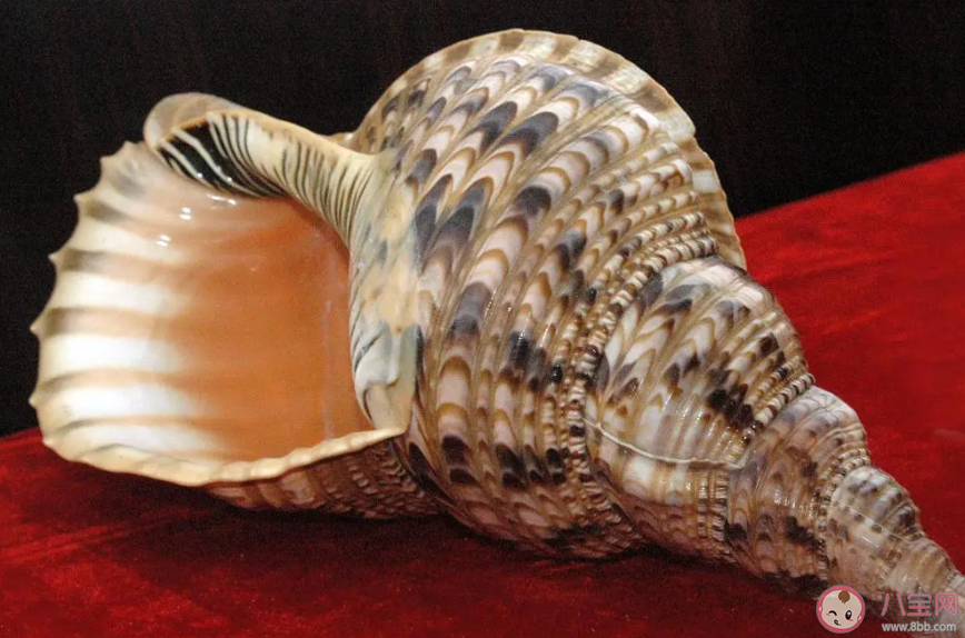 以下哪種海洋生物被稱為珊瑚礁守護者 神奇海洋3月25日答案