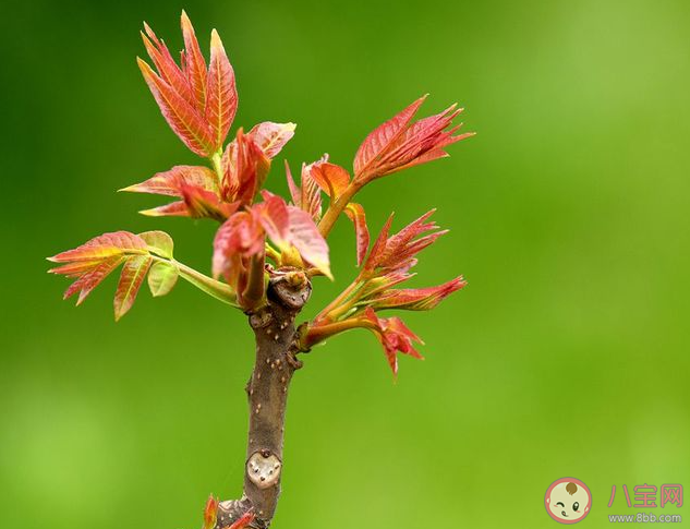 以下哪一項是春季常見的芽類蔬菜 螞蟻莊園3月26日答案