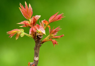 以下哪一項(xiàng)是春季常見的芽類蔬菜 螞蟻莊園3月26日答案