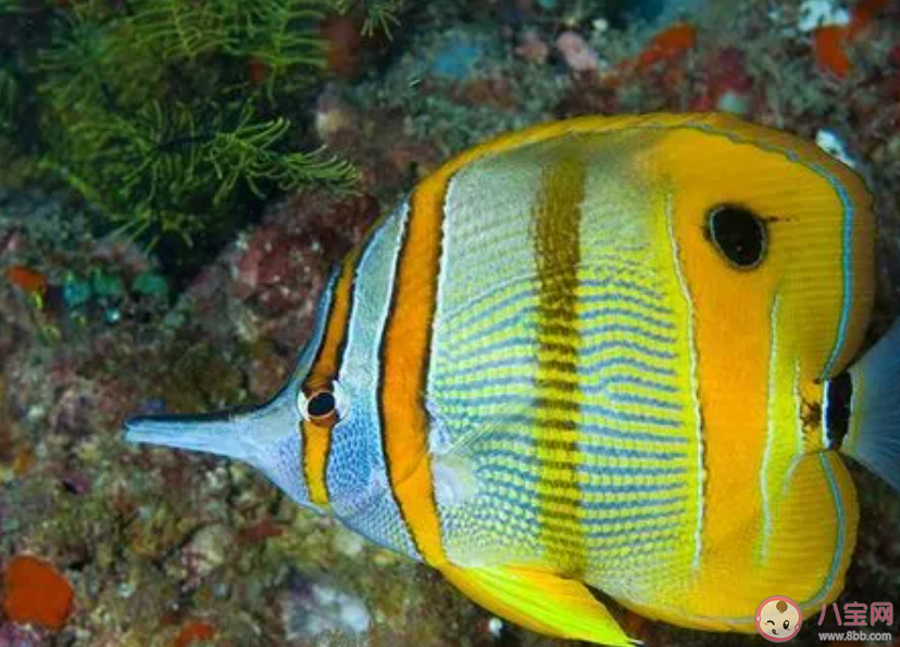 蝴蝶魚是海洋中的變色高手它的體表有大量的什么 神奇海洋3月26日答案