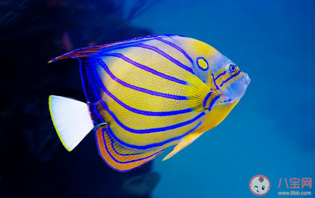 蝴蝶魚是海洋中的變色高手它的體表有大量的什么 神奇海洋3月26日答案
