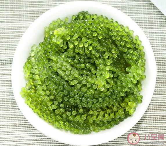 人們所說的海葡萄其實是一種什么 神奇海洋3月27日答案