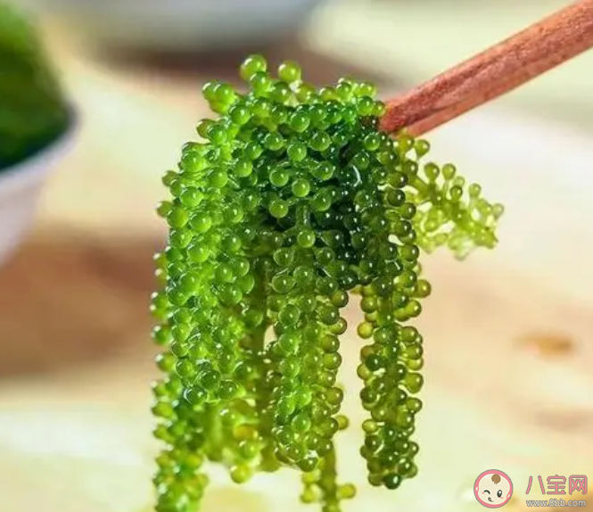 人們所說的海葡萄其實是一種什么 神奇海洋3月27日答案