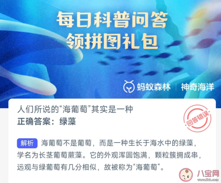 人們所說的海葡萄其實是一種什么 神奇海洋3月27日答案