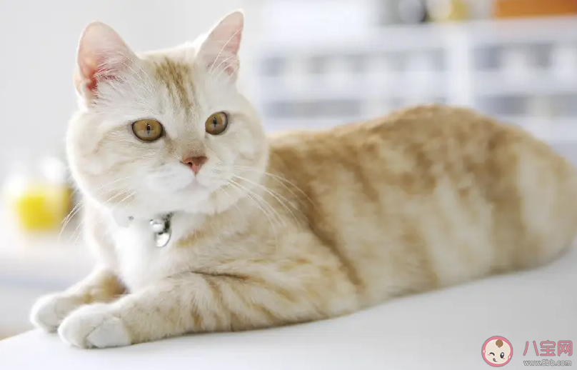 以下哪種因素會導致寵物貓咪掉毛 螞蟻莊園3月29日答案