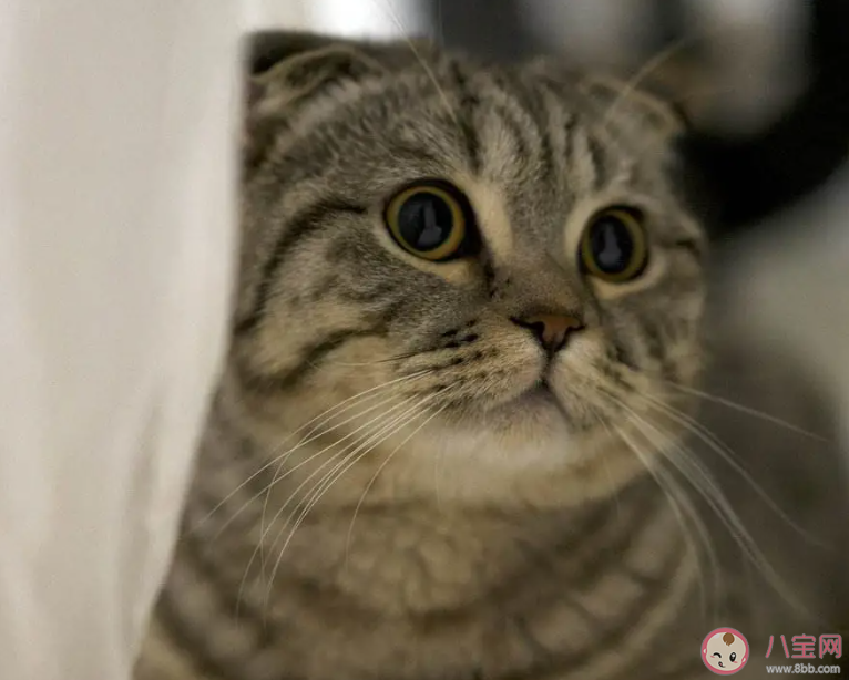 以下哪種因素會導致寵物貓咪掉毛 螞蟻莊園3月29日答案