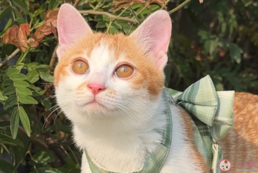 以下哪種因素會導致寵物貓咪掉毛 螞蟻莊園3月29日答案