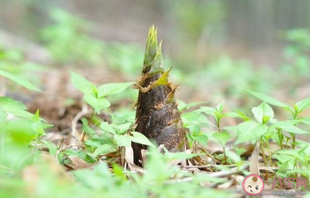 買回來的新鮮春筍吃不完怎么保存更合適 螞蟻莊園3月29日答案