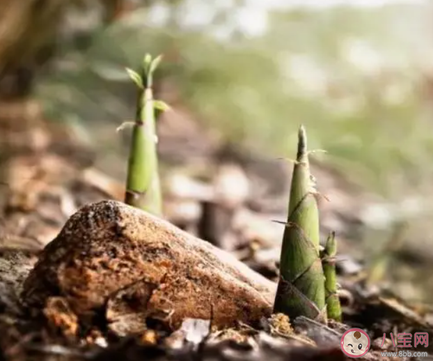 買回來的新鮮春筍吃不完怎么保存更合適 螞蟻莊園3月29日答案
