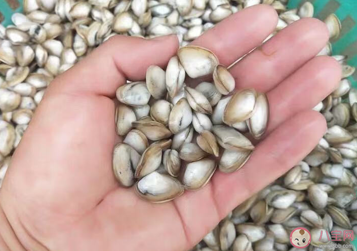 被稱為海瓜子的海洋動物是什么 神奇海洋4月2日答案