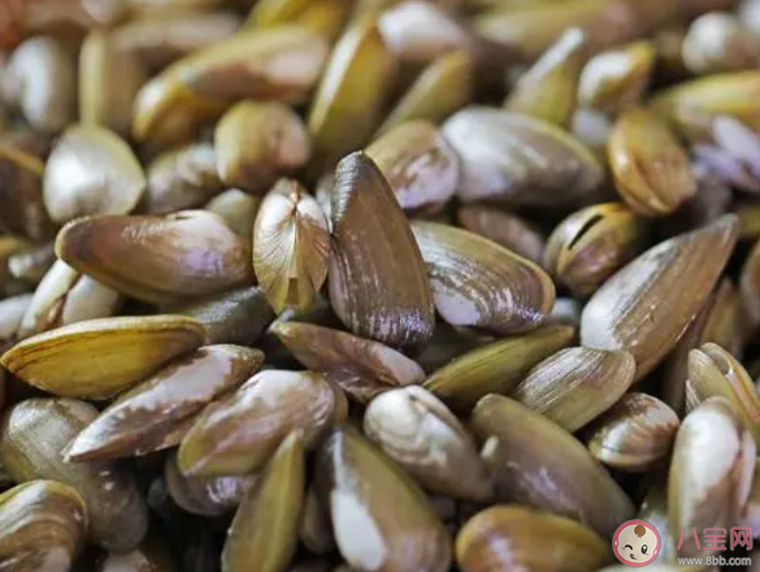 被稱為海瓜子的海洋動物是什么 神奇海洋4月2日答案