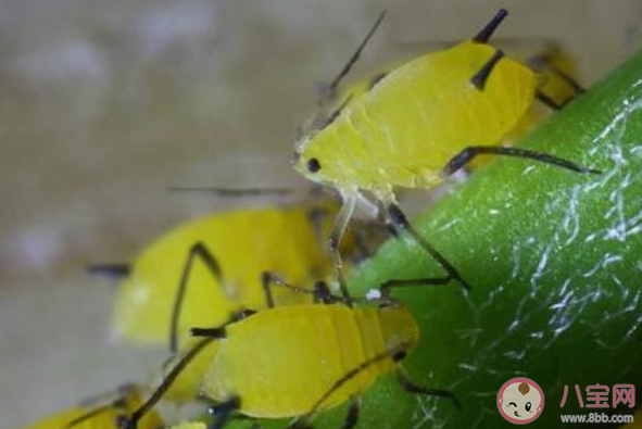 春游踏青時哪種顏色的衣服更容易吸引蚜蟲等小飛蟲 螞蟻莊園4月3日答案