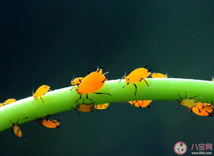 春游踏青時哪種顏色的衣服更容易吸引蚜蟲等小飛蟲 螞蟻莊園4月3日答案