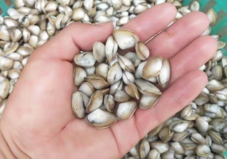 被稱為海瓜子的海洋動物是什么 神奇海洋4月2日答案