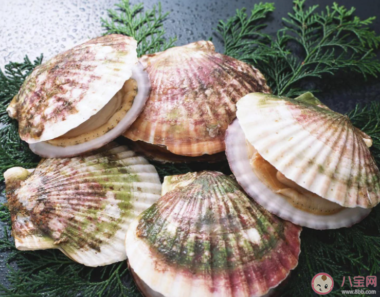 如何通過顏色區分扇貝的正反面 神奇海洋4月3日答案