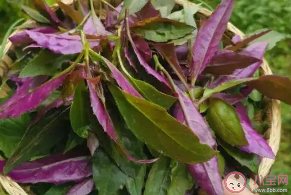 大媽連吃7天野菜吐血暈厥是怎么回事 野菜能多吃嗎