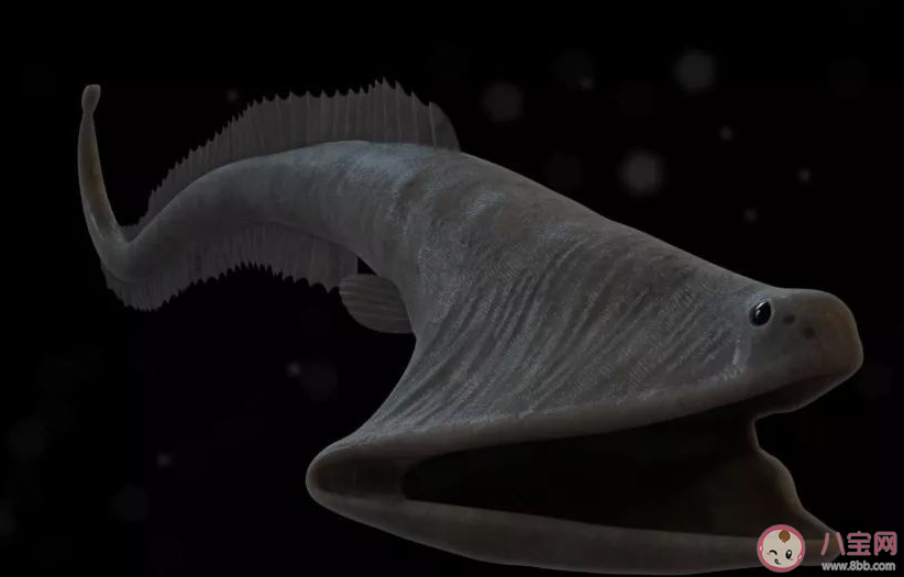 以下哪種深海魚(yú)長(zhǎng)著鵜鶘一般的大嘴被稱(chēng)為鵜鶘鰻魚(yú) 神奇海洋4月7日答案