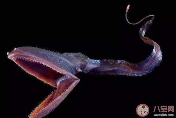 以下哪種深海魚(yú)長(zhǎng)著鵜鶘一般的大嘴被稱(chēng)為鵜鶘鰻魚(yú) 神奇海洋4月7日答案