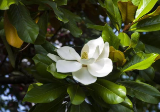 以下哪種早春花卉有望春花之稱 螞蟻莊園4月8日答案