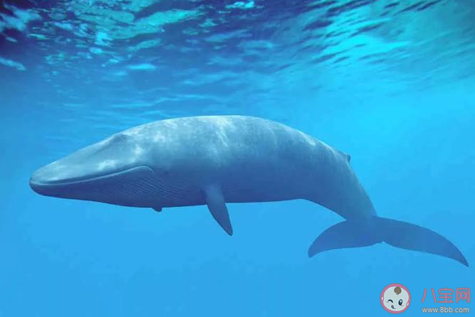 以下哪個海域是藍鯨分布較多的區域 神奇海洋4月8日答案