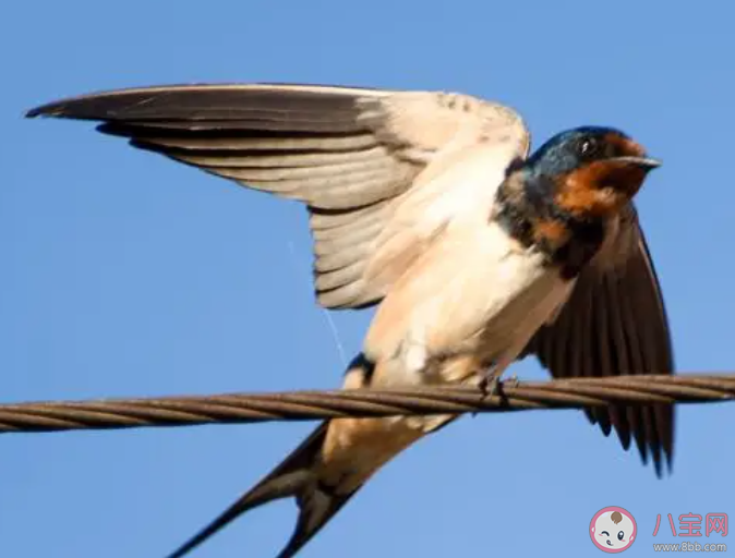 冬去春來的小燕子每年都會(huì)筑新巢嗎 螞蟻莊園4月9日答案